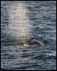 grey_whale_108369