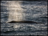 grey_whale_108414