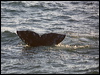 grey_whale_108418