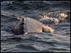 grey_whale_108424