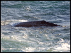 grey_whale_108431