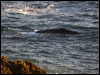 grey_whale_108440