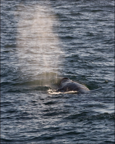 Grey Whale grey_whale_108369.psd
