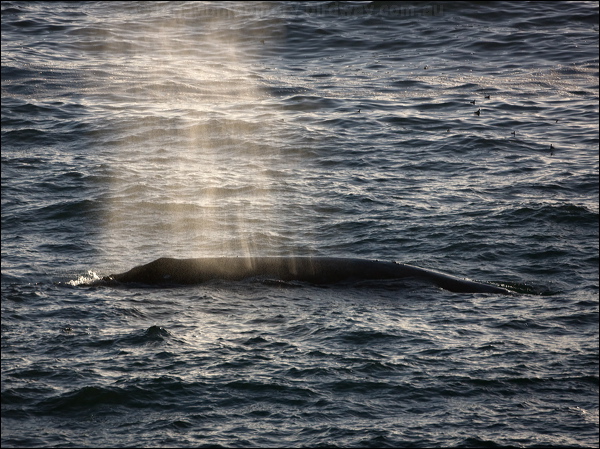 Grey Whale grey_whale_108414.psd