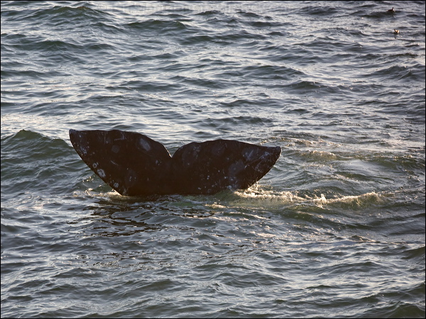 Grey Whale grey_whale_108418.psd