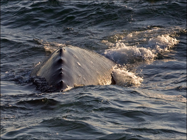 Grey Whale grey_whale_108424.psd