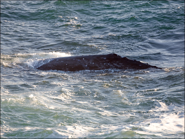 Grey Whale grey_whale_108431.psd