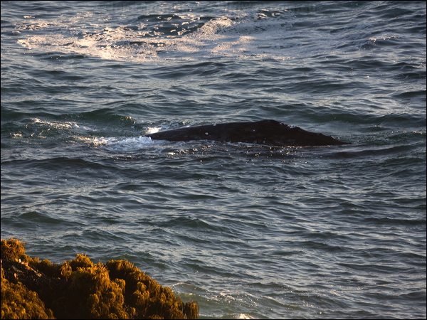 Grey Whale grey_whale_108440.psd