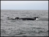 humpback_whale_n_107574