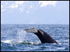 humpback_whale_n_67554