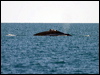 humpback_whale_s_07987