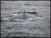 humpbacked_whale_107030