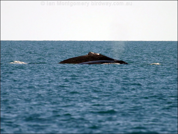 Humpback Whale humpback_whale_s_07987.psd