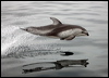 pacwhitesidedolphin_107491
