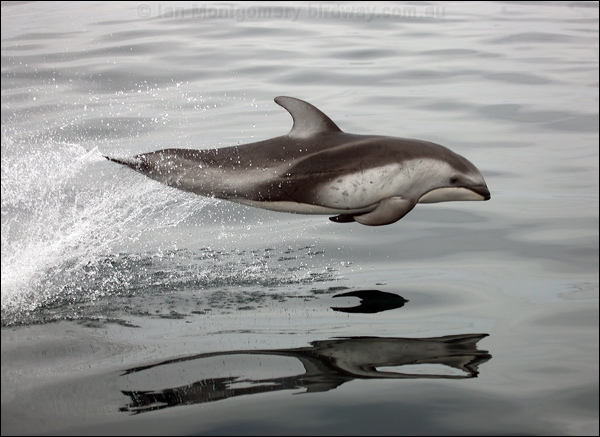 Pacific White-sided Dolphin pacwhitesidedolphin_107491.psd
