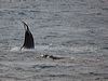 south_right_whale_216367