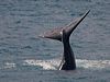 Click here to enter gallery and see photos/pictures/images of Southern Right Whale
