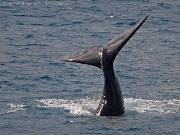 Southern Right Whale south_right_whale_216378.psd