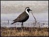 Click here to enter gallery and see photos of American Golden Plover