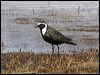 americangoldenplover_66380