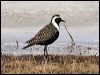americangoldenplover_66383