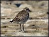 americangoldenplover_85421