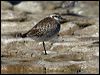 americangoldenplover_85462