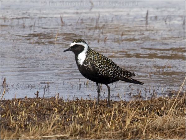 American Golden Plover americangoldenplover_66380.psd