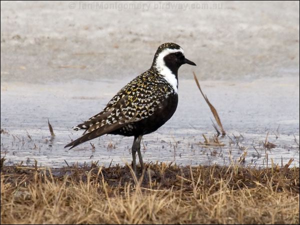 American Golden Plover americangoldenplover_66383.psd