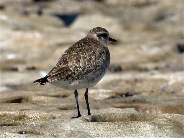 American Golden Plover americangoldenplover_85421.psd