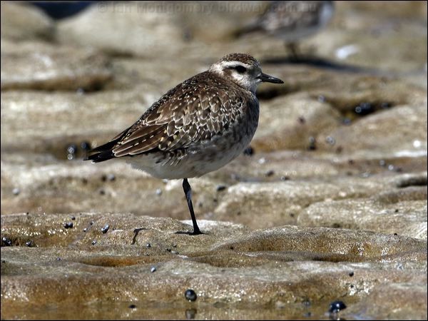 American Golden Plover americangoldenplover_85462.psd