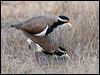banded_lapwing_106246