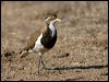 banded_lapwing_106263