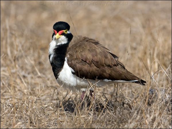 Banded Lapwing banded_lapwing_106037.psd