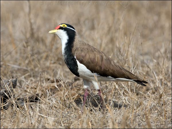 Banded Lapwing banded_lapwing_106045.psd