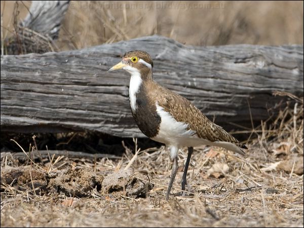 Banded Lapwing banded_lapwing_106114.psd