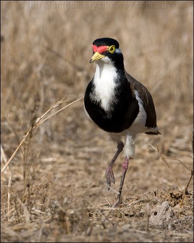 Banded Lapwing banded_lapwing_106226.psd