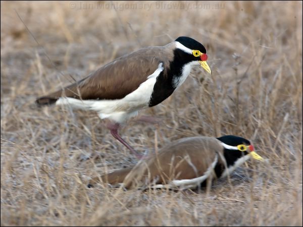 Banded Lapwing banded_lapwing_106245.psd