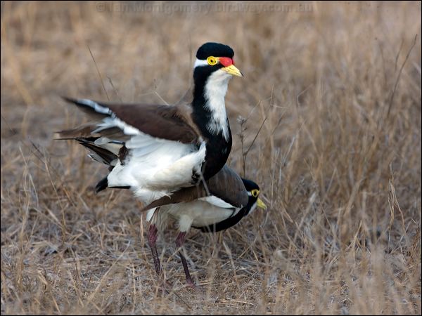 Banded Lapwing banded_lapwing_106247.psd
