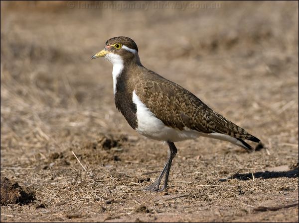 Banded Lapwing banded_lapwing_106261.psd