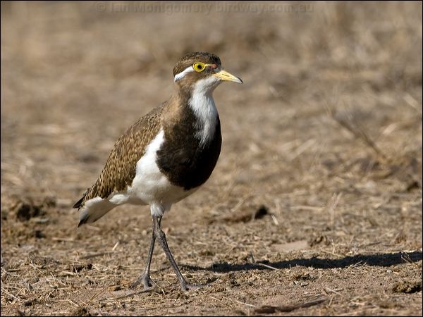 Banded Lapwing banded_lapwing_106263.psd