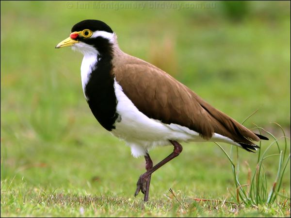 Banded Lapwing banded_lapwing_40871.psd