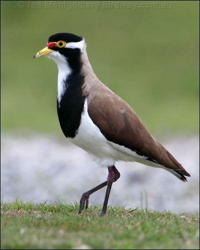 Banded Lapwing banded_lapwing_40890.psd