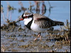 blackfront_dotterel_02884