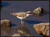 blackfront_dotterel_188394