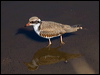 blackfront_dotterel_188439