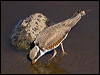 blackfront_dotterel_188442