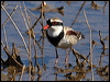 blackfront_dotterel_81266