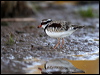 blackfront_dotterel_82782