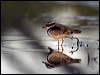 blackfront_dotterel_82788